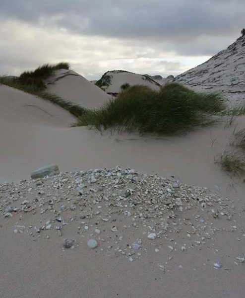 Aboriginal grave eroding from a coastal dune in Tasmania.
Note the large sandstone clast on the surface and
several rounded pebbles. It is not known what signi-
cance these have (Source: https://www.aboriginalheritage.
tas.gov.au/cultural-heritage/aboriginal-burials).