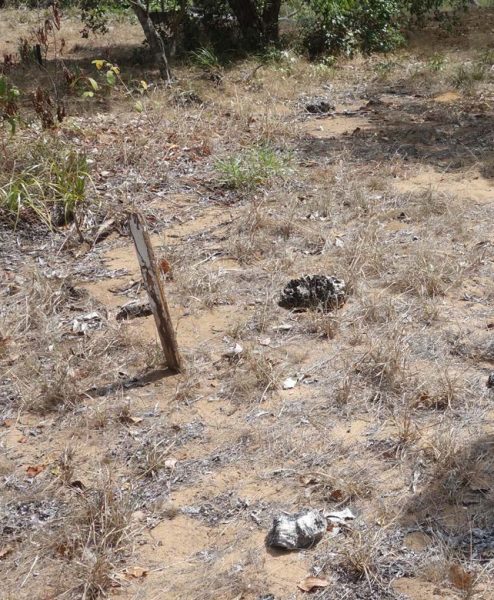 Sometimes very old informal burials are marked with surface stones,
pieces of coral or other items, such as the burial here at Mapoon Mission
Cemetery, QLD (Source: M.Sutton).