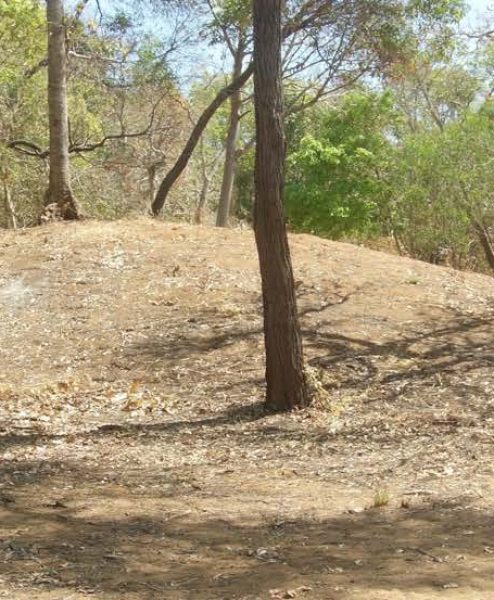 Two mounds from a group of three on Cullen Point, Mapoon, Queensland. Numerous traditional burials were identied with GPR in these mounds.
Several mounds in this area also had ‘European style’ burials within them and were known to be used historically as burial places (Source: E. St Pierre).